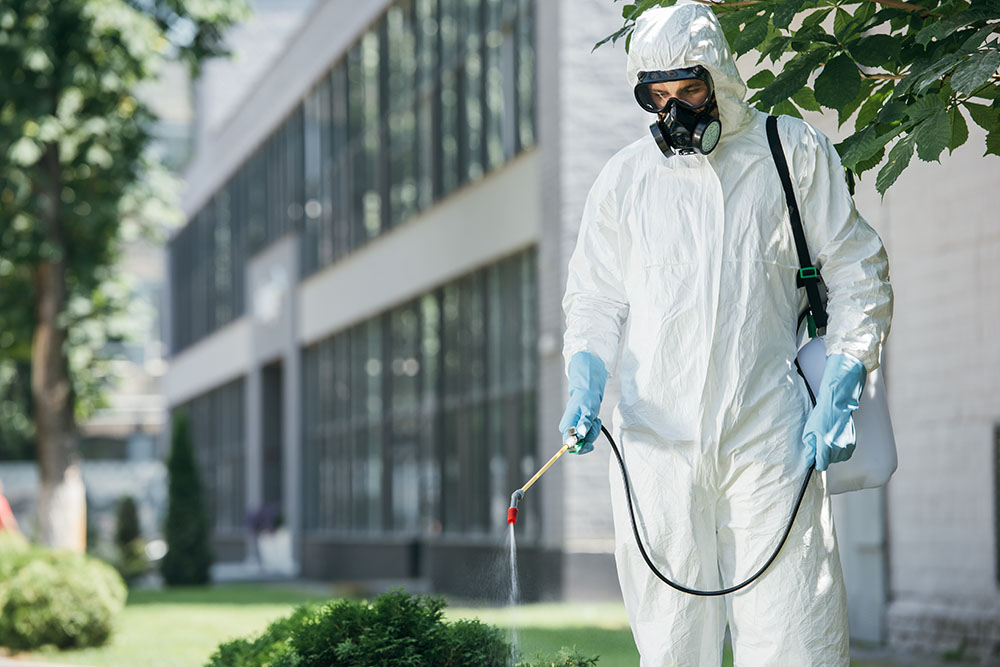 απεντόμωση - pest control